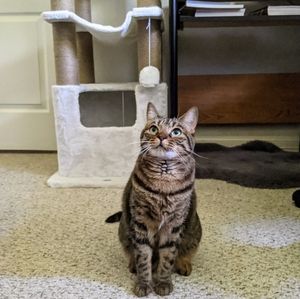 Meet your Posher, Lyrienne